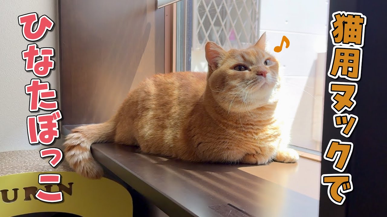 愛猫のためだけに作った窓が大正解でした！