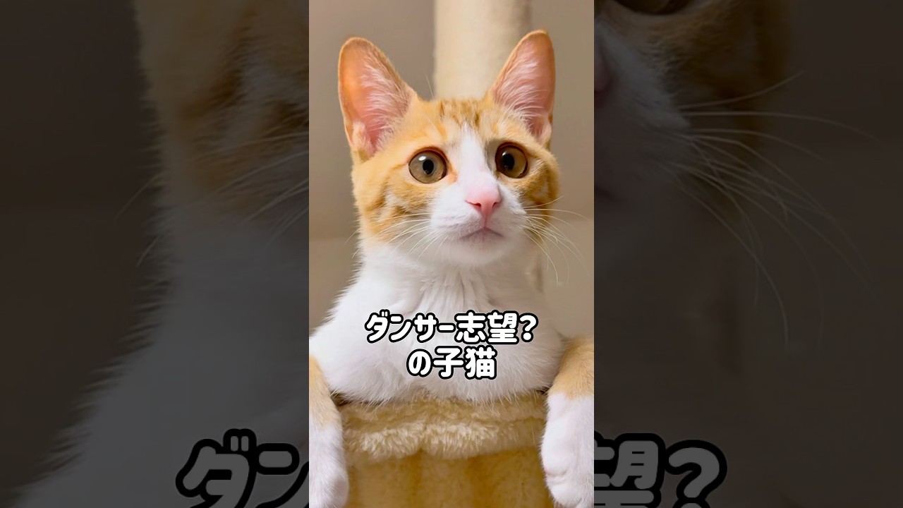首ふりダンスする子猫#ねこ #猫 #子猫 #茶白猫 #保護猫 #茶トラ白 #cutecat #Kitty #cat #猫好きさんと繋がりたい