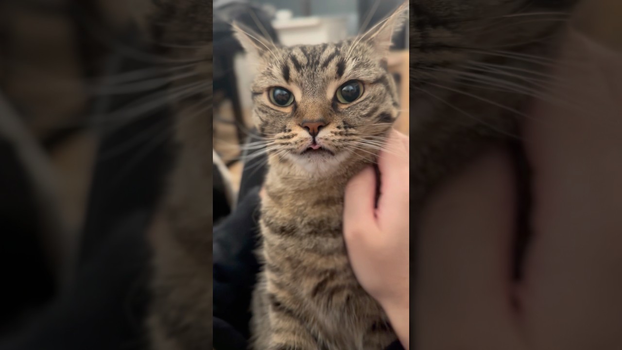 愛猫に一日中何してたか確認する飼主たちwww #shorts #猫 #cat