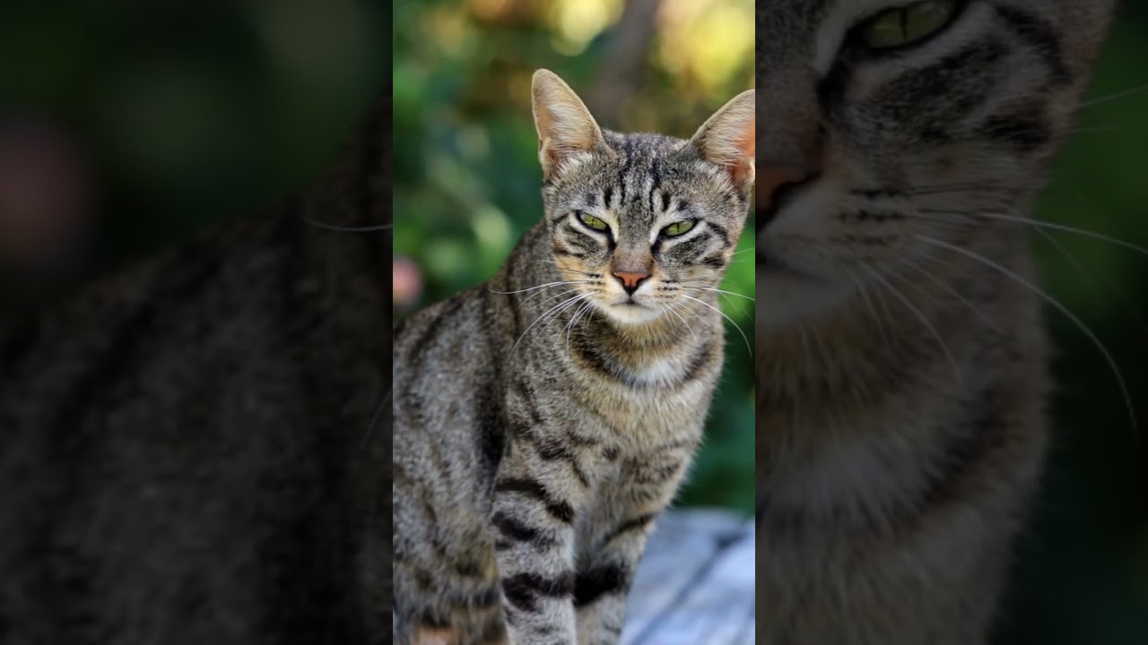 Cute Cat thinking Something #cute #cat #kitten