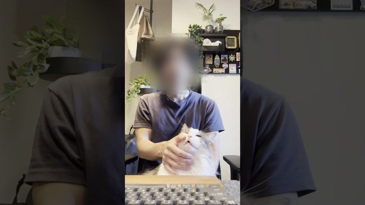 撫でられて口を開けてとろける猫【メインクーン】#shorts #cute #メインクーン