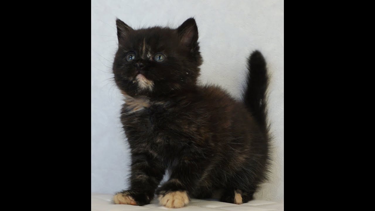 ブリティッシュショートヘアー子猫　British Shorthair　2025.3.20産まれ　トーティーシェル　錆び猫　サビねこ　女の子　シーダキャット猫のお店