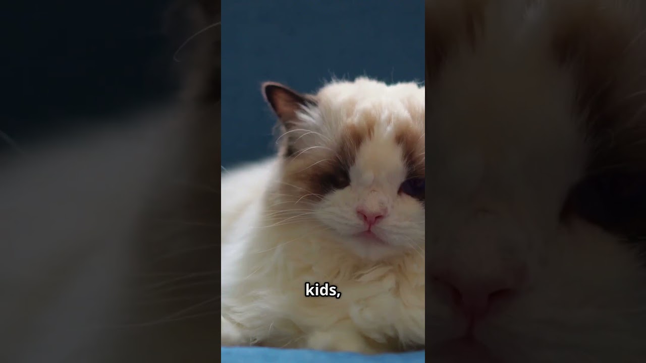Ragdoll Cats The Ultimate Cuteness Overload! #RagdollCats #CutestCats #PetLovers #CatLovers #Animal