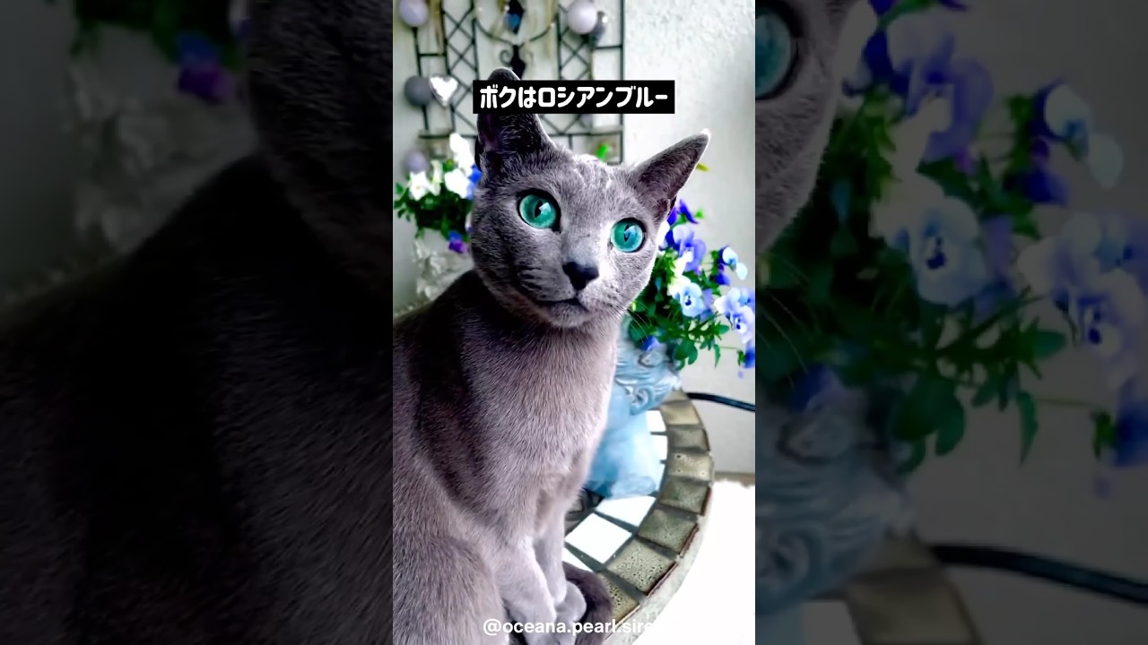 【ツンデレの化身】ロシアンブルーの可愛さがわかる1分解説
