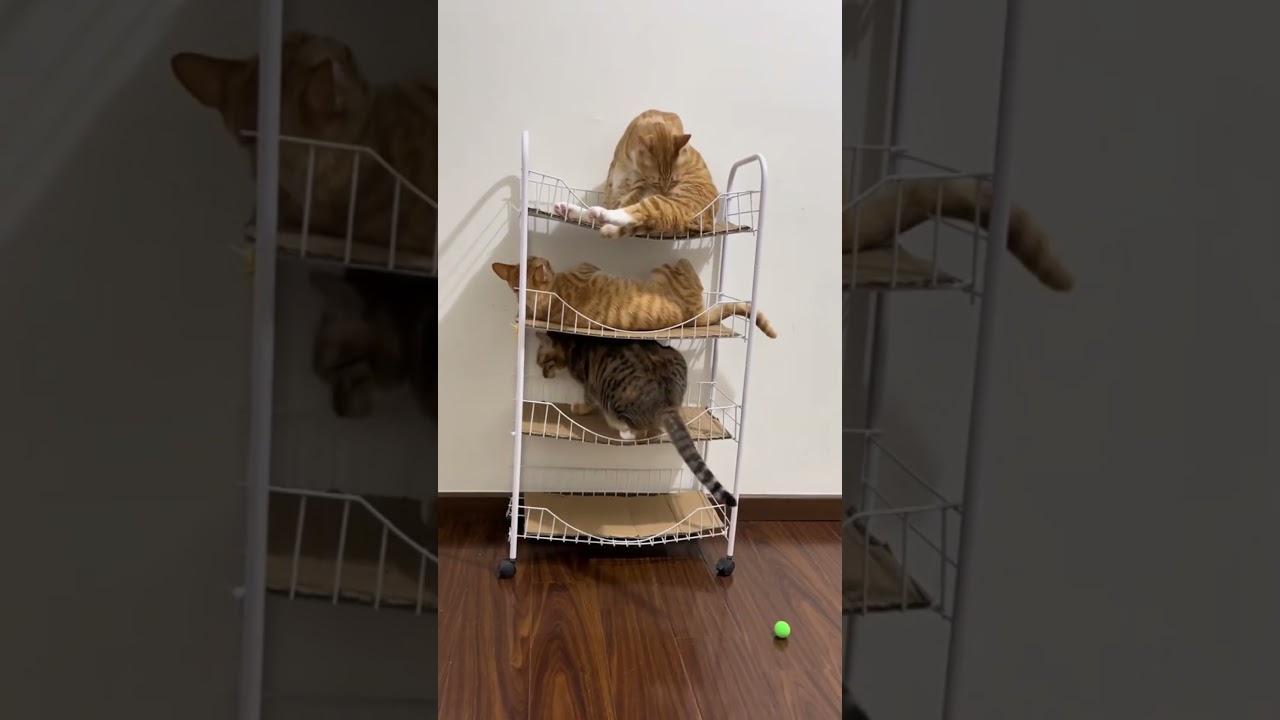 Happy, I've got the top bunk. #cat #cutepets #funnyshorts #cute #pets #kittens #animals