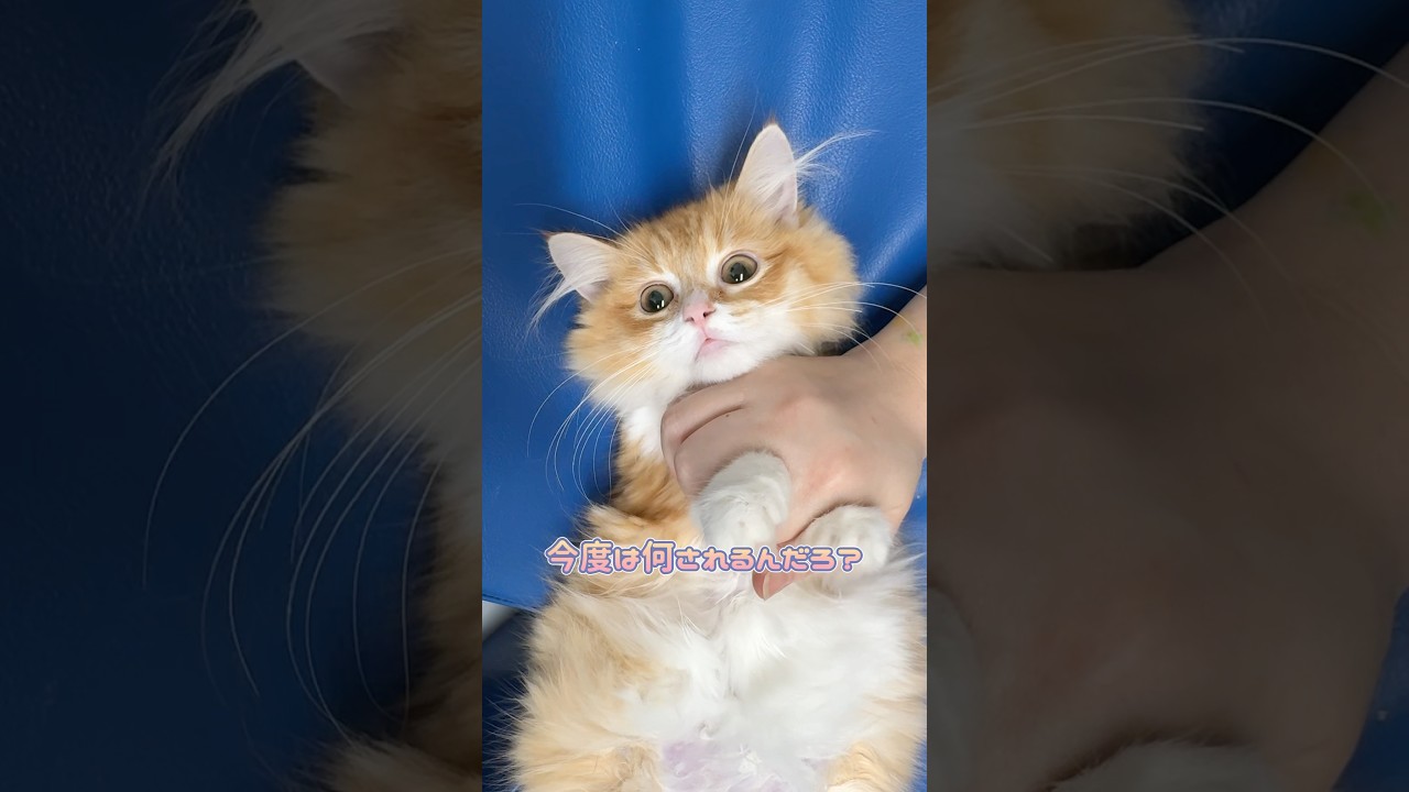 エコー検査中いい子に受けるマンチカン