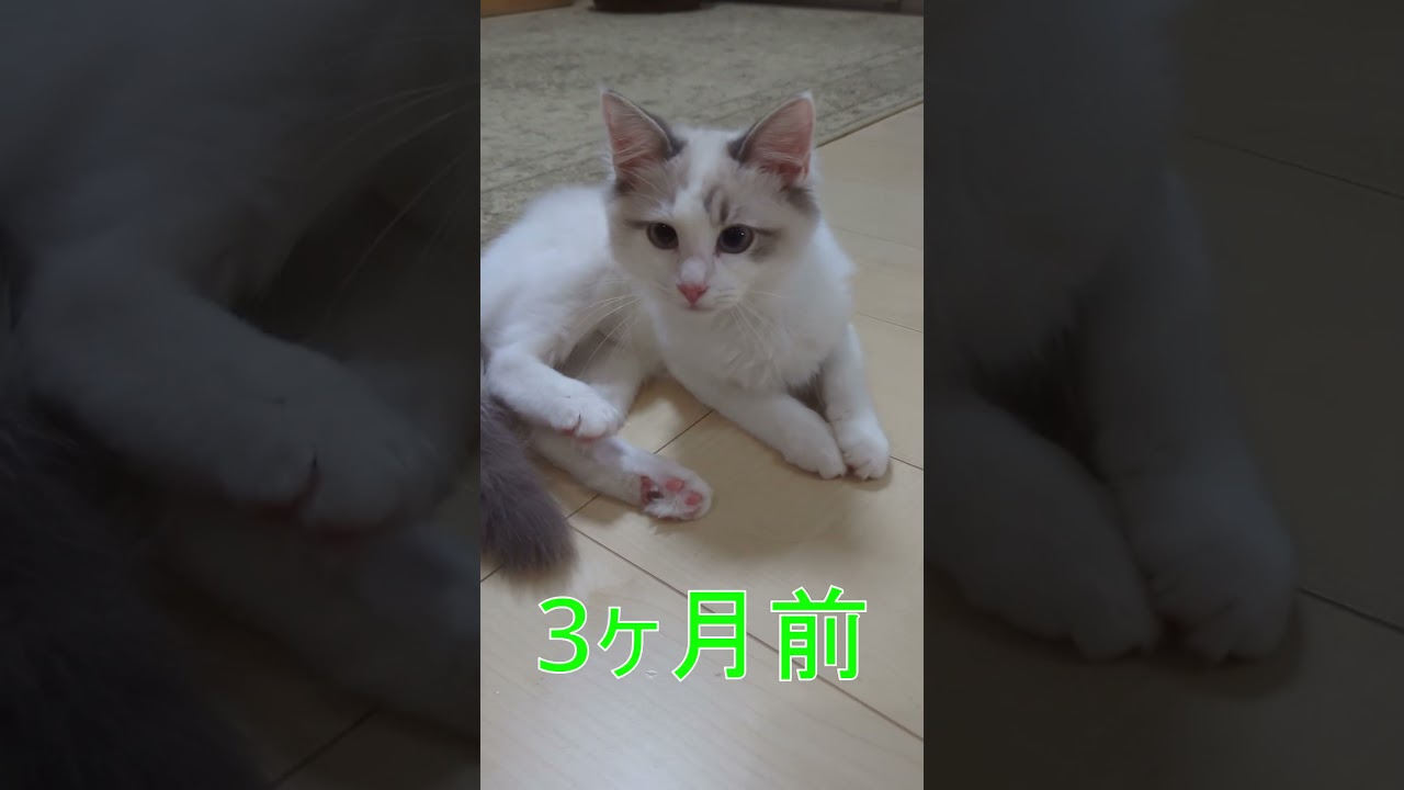 比べてみた！子猫ののび～ #ragdoll #ラグドール #kitty #こねこ #ブルーポイントバイカラー