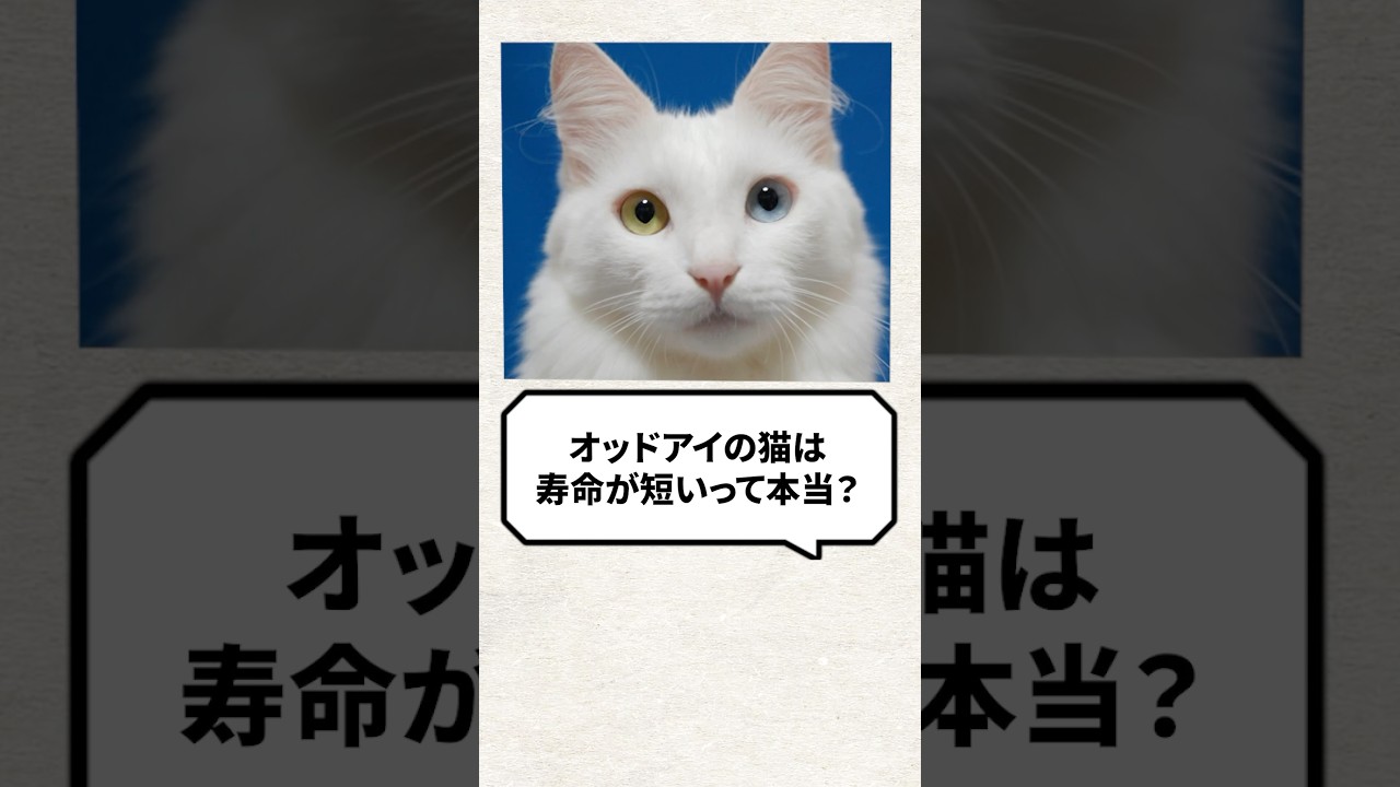 Q：オッドアイ猫は寿命が短いって本当？ #猫 #保護猫 #猫動画 #ねこ
