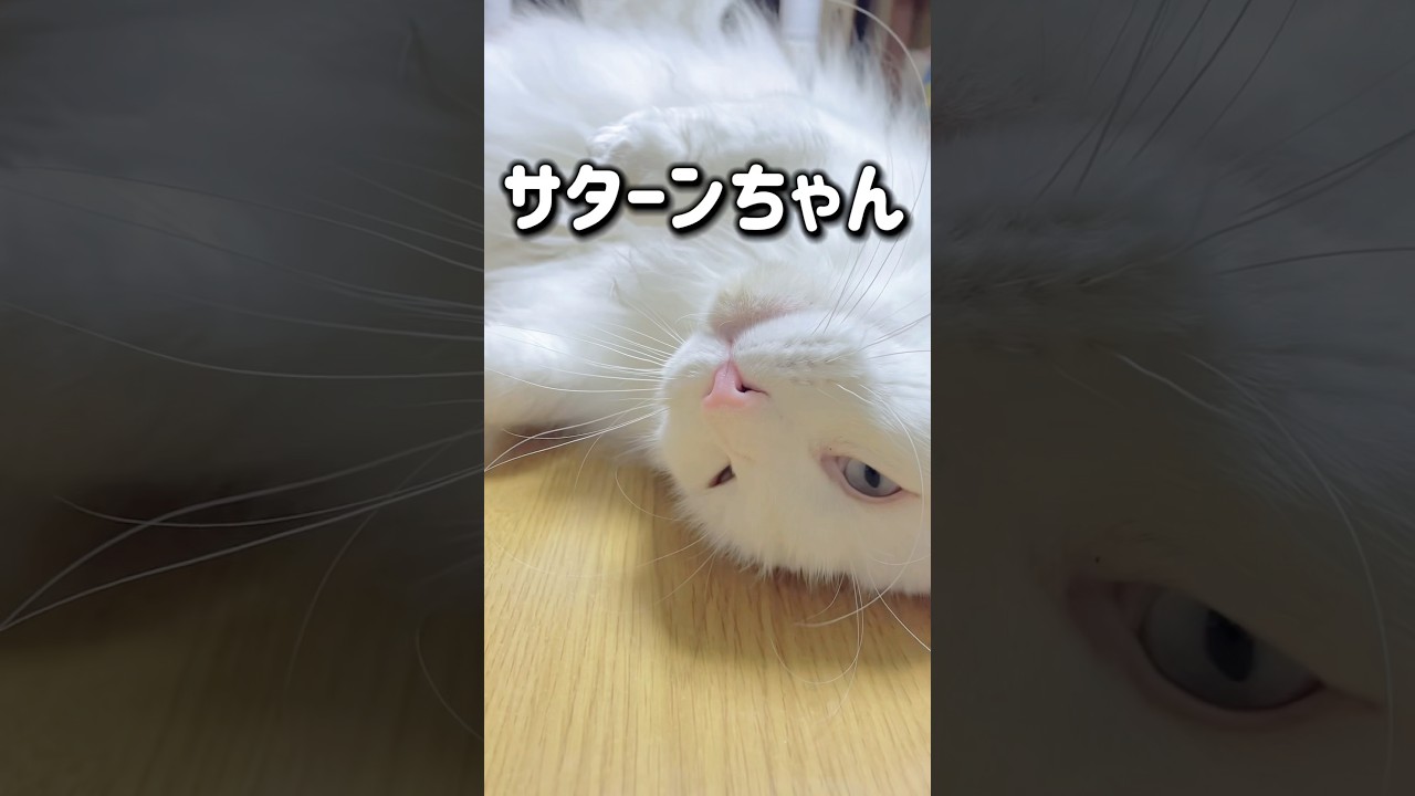 皆んな～何が好き？…#メインクーン #サイベリアン #cat