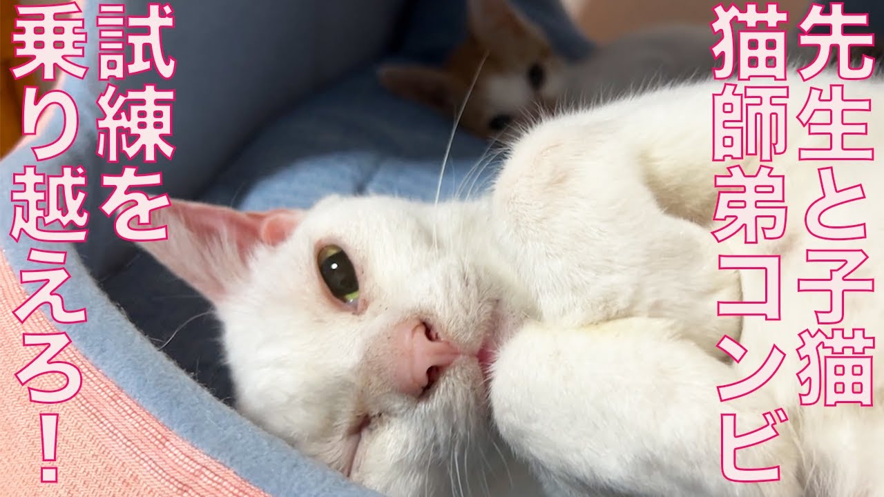前足負傷子猫、里親トライアルが延期になる  Re-start of the Injured kitten