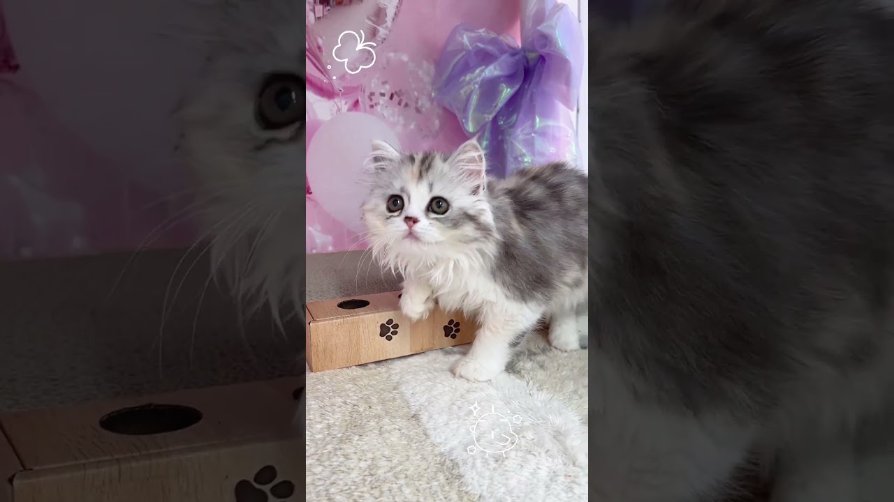 【ご家族様募集中】長足マンチカン女の子♡ #cat #かわいい子猫 #kitten #子猫 #cute #子猫ブリーダー #長足マンチカン #マンチカン