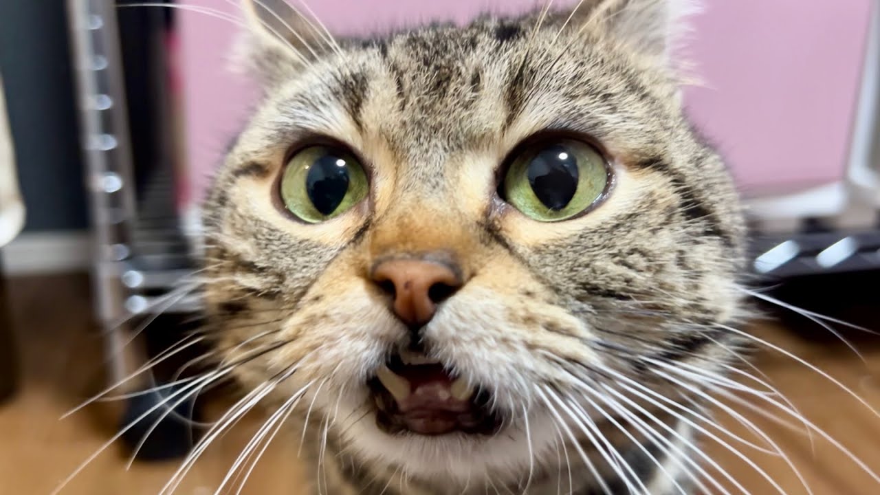不機嫌すぎてブタ鼻を鳴らしてしまった猫