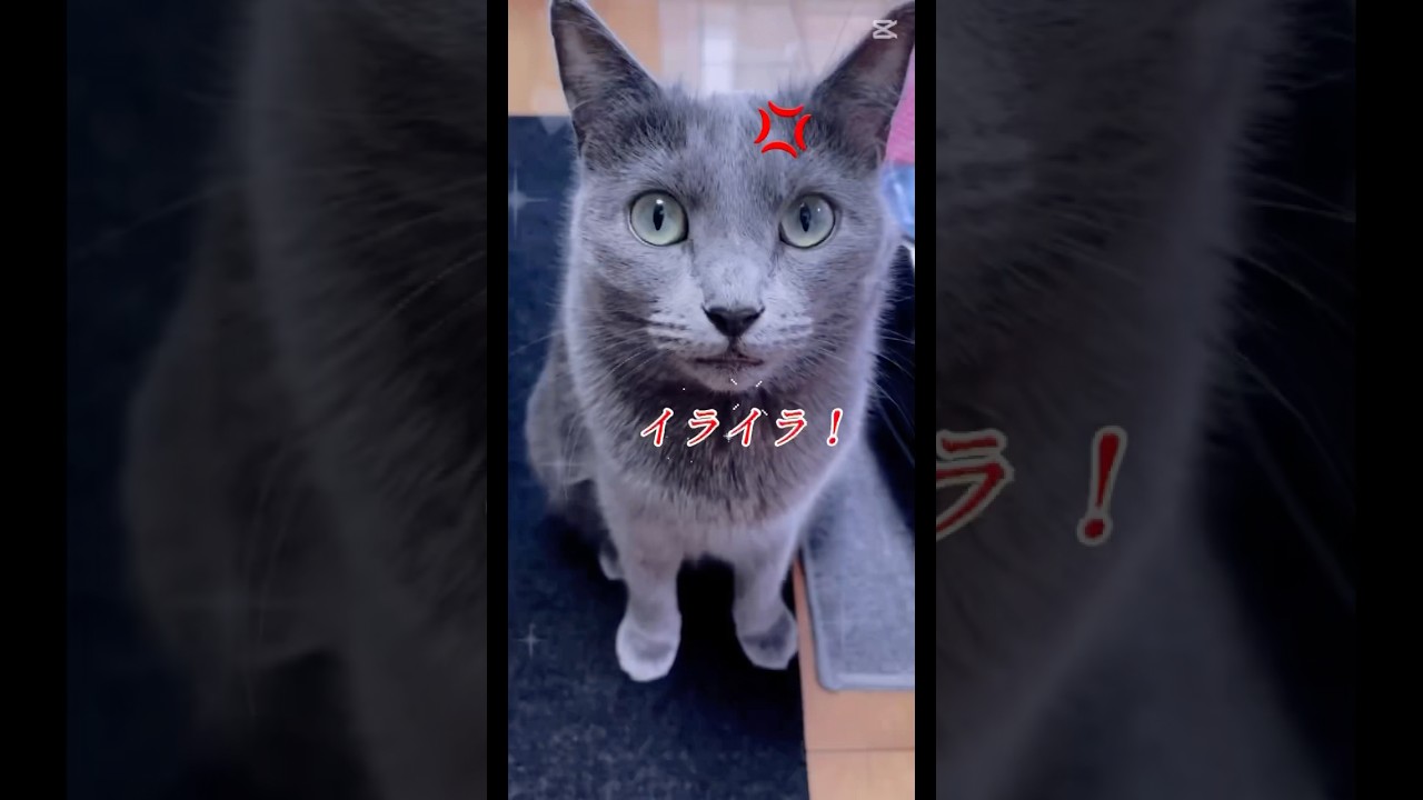 【猫ロシアンブルー】そらちゃんイライラ💢なんで？(笑)#short #russianblue #ロシアンブルー #かわいい猫 #可愛い猫