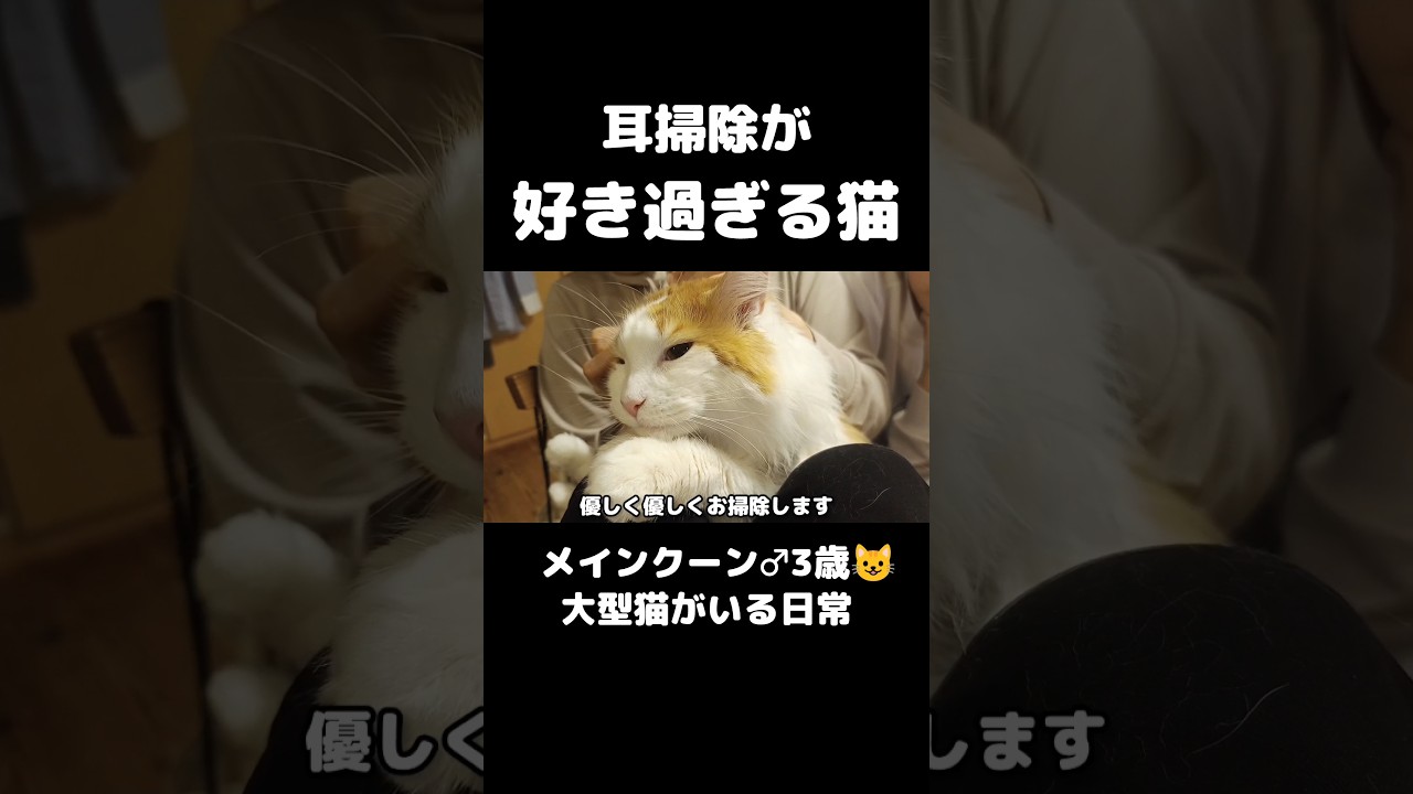 猫の耳掃除 #猫のいる暮らし #猫 #メインクーン