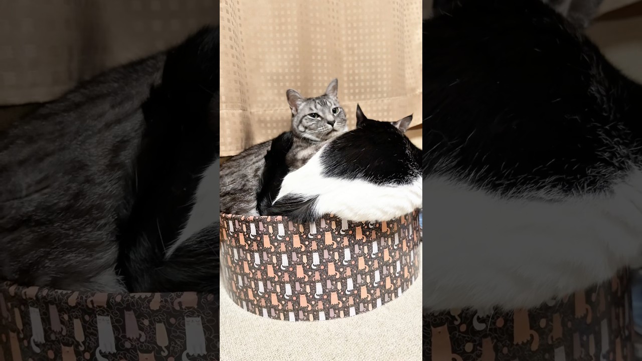 振り向いたらデカ盛りになってた猫が可愛いすぎた#shorts