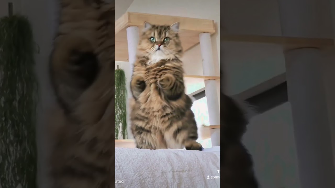 【猫のいる暮らし】#cat #ペルシャ #猫 #スコッティッシュフォールド #ai