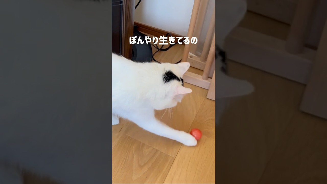 猫の日常。教育番組のテーマ#ねこ #保護猫 #ミルねーさん #shorts