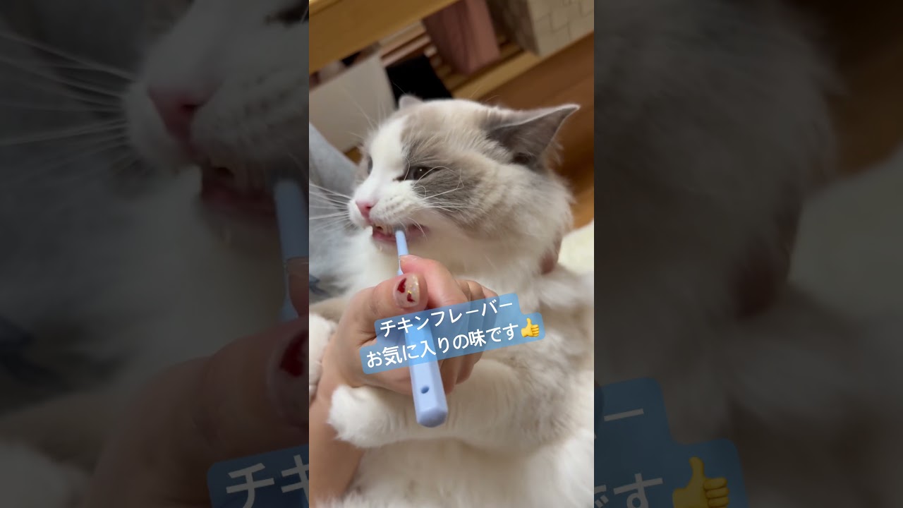 ハミガキ猫が可愛すぎた🐈　#ラグドール #猫のいる暮らし #猫好きさんと繋がりたい #いっぺいdialy
