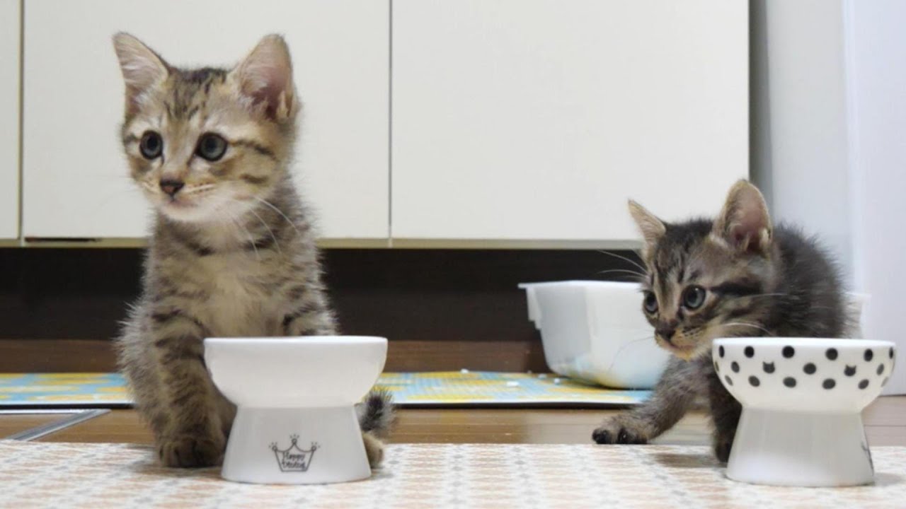 お代わりを待つ子猫と隣のご飯を狙う子猫【赤ちゃん猫　保護猫】