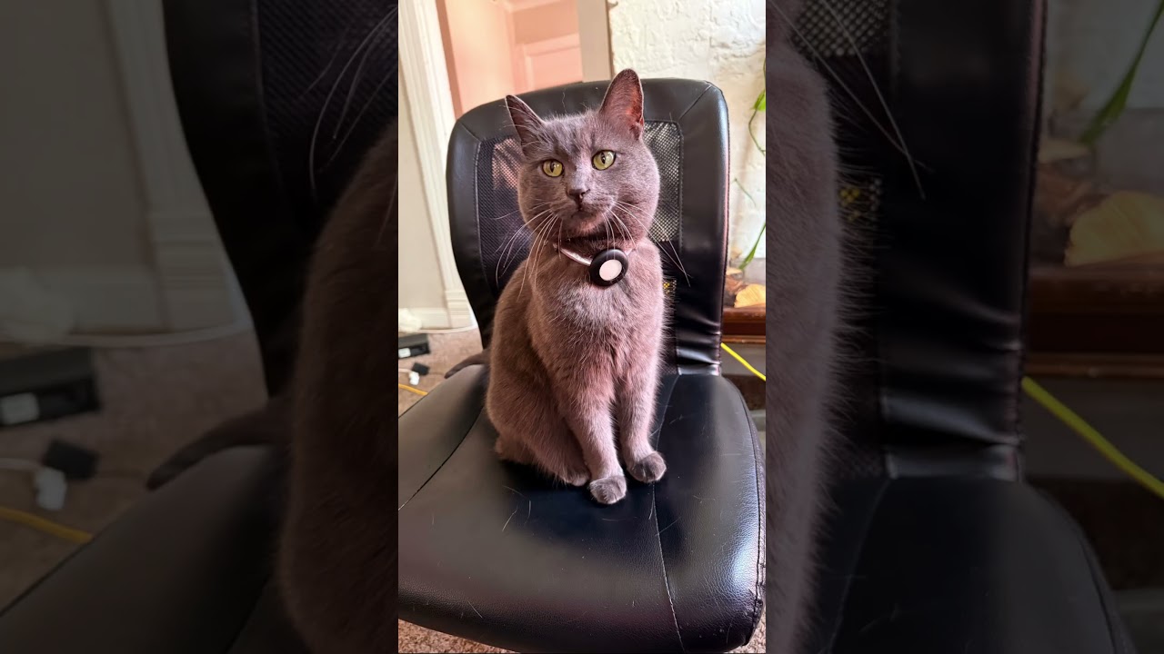 Kiwi is the cutest cat on here and I’ll stand on business #cat #korat #greycat #greeneyes #cute