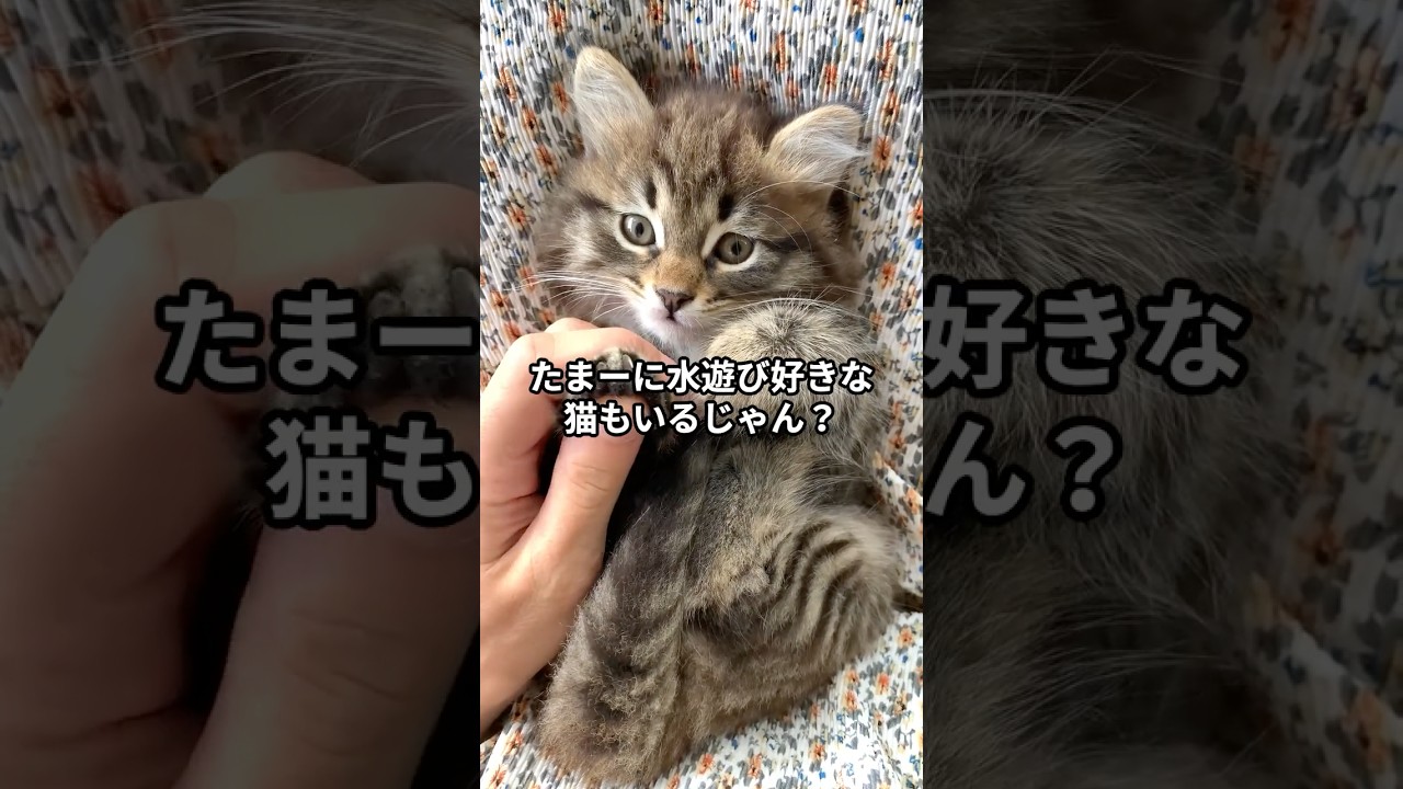 気分じゃなくて生理的な理由！猫の毛は水に弱すぎた… #shorts #雑学 #猫
