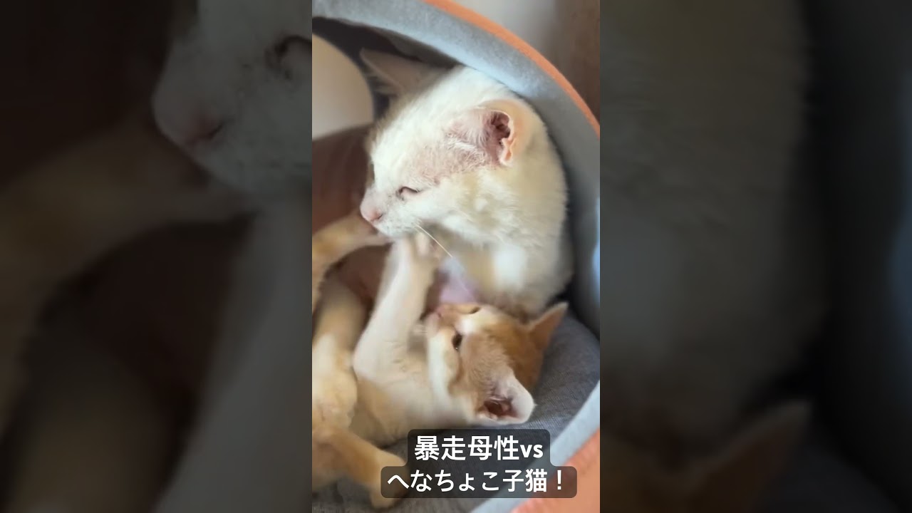 負けられない戦い！暴走母性vsへなちょこ子猫！ #cat  #猫  #ねこ  #保護猫 #cute #猫のいる暮らし #kitten #子猫 #こねこ #shorts
