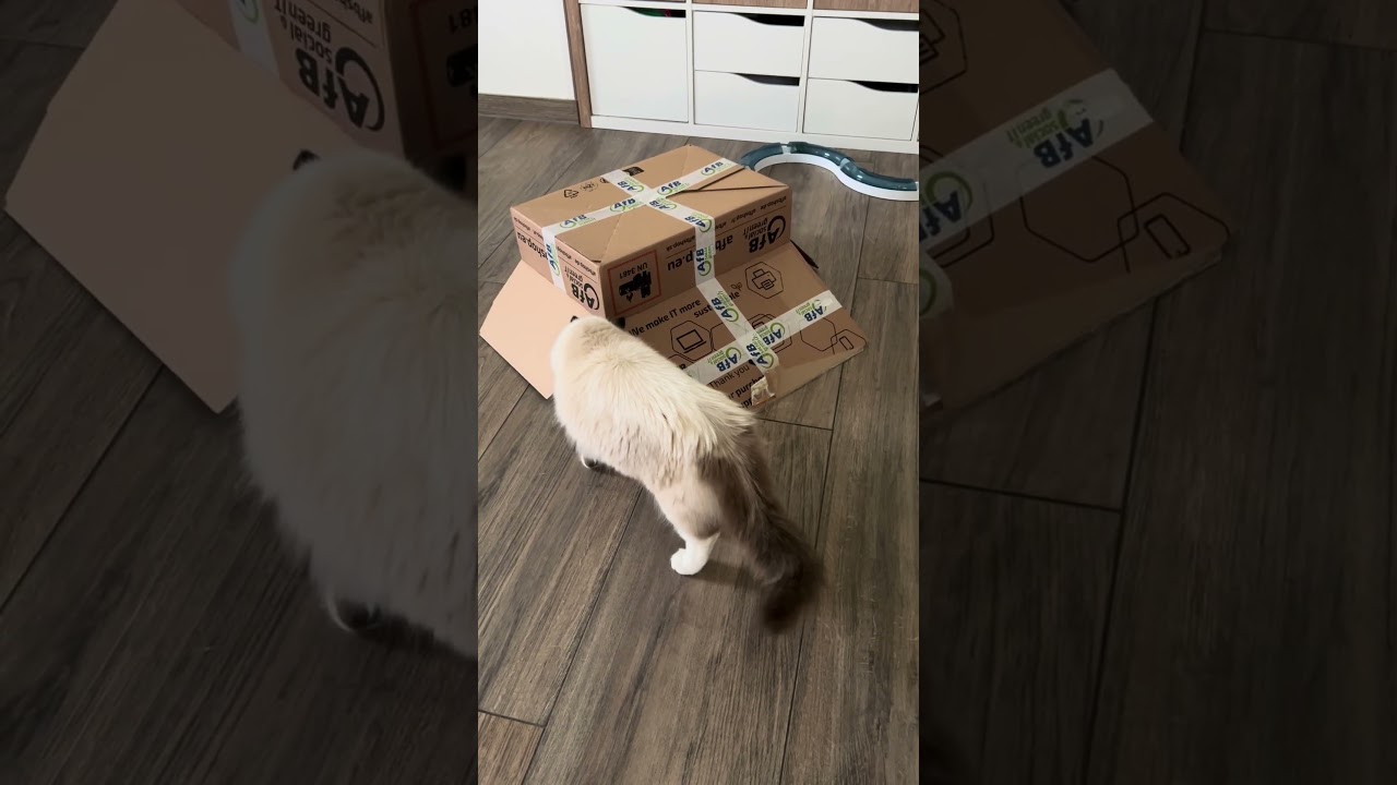 #ragdolls #hidenseek Let’s Play Hide and Seek