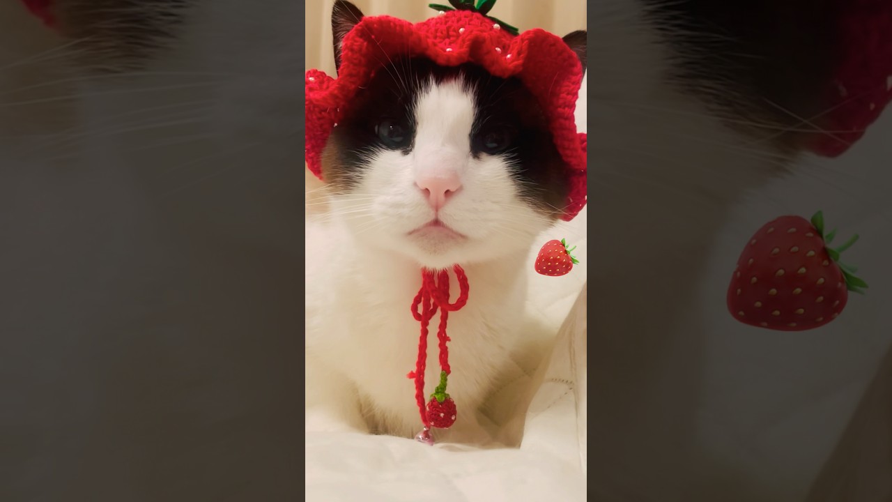 好きな子おる？ツンデレ過ぎる猫 #猫のいる暮らし