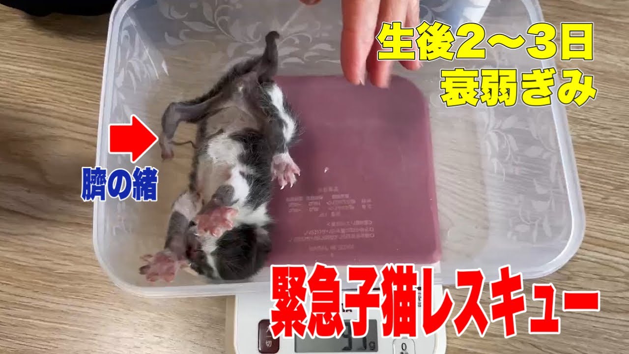 【前編】生後2〜3日の臍の緒が付いた子猫を保護しました