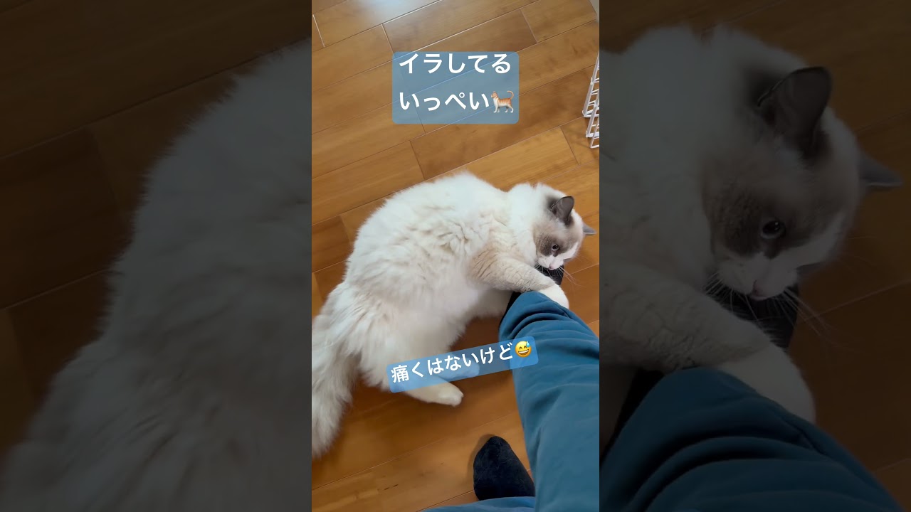 蹴り蹴りするいっぺい🐈 #ラグドール #いっぺいdialy #猫好きさんと繋がりたい #猫のいる暮らし