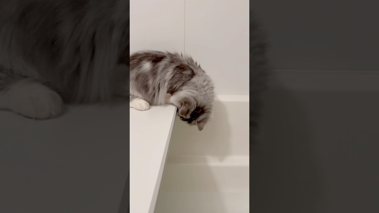 お風呂が気になる猫🫣 #猫 #ねこ #マンチカン #短足マンチカン #猫好きさんと繋がりたい #猫のいる暮らし #お風呂 #shorts