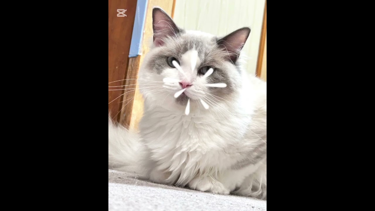 【ラグドール】キーフレームを打ちました🐱✨️ #ラグドール #猫 #cat #猫のいる暮らし
