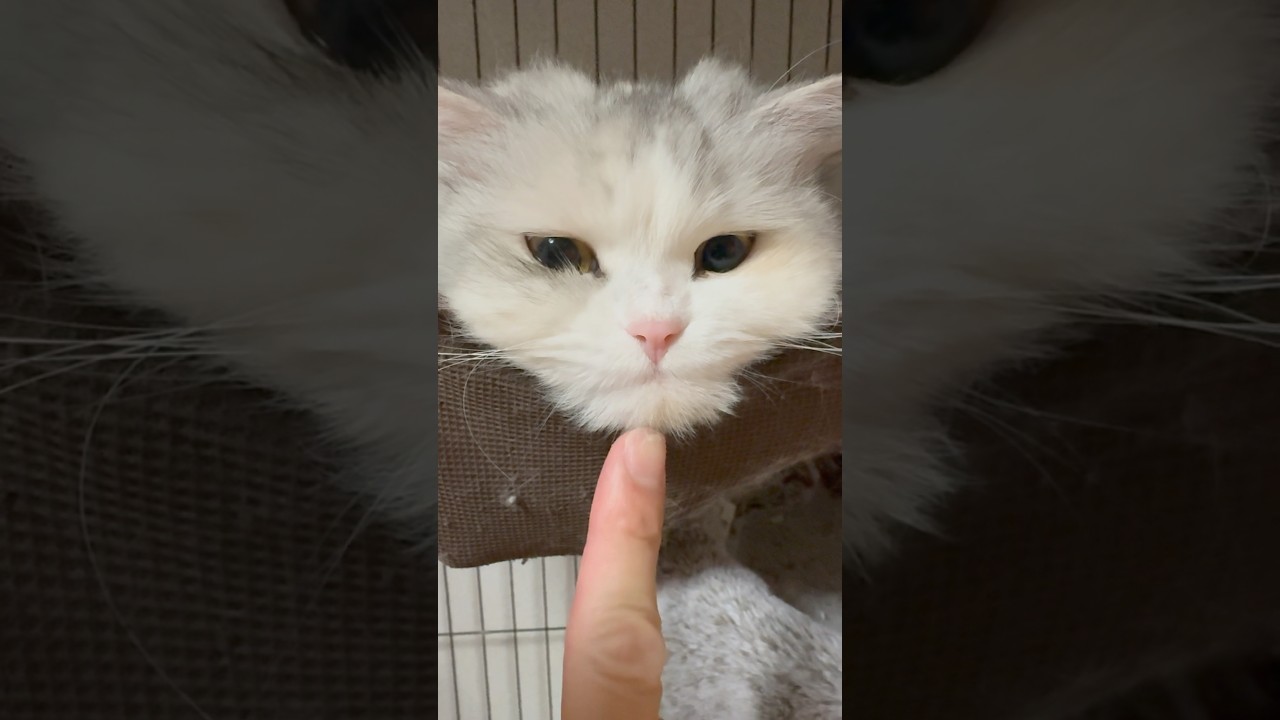 リラックスするとしゃくれちゃう美猫スコティッシュフォールド😂　#shorts #スコティッシュフォールド