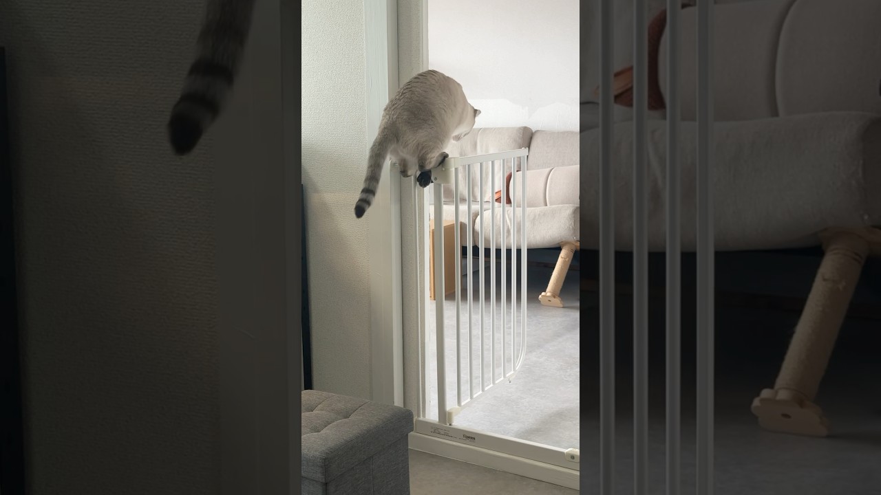 そこでぷるぷるする⁉︎　#シャムトラ #元保護猫 #シャムミックス  #cat #猫耳 #kitten  #猫耳 #siamesemix