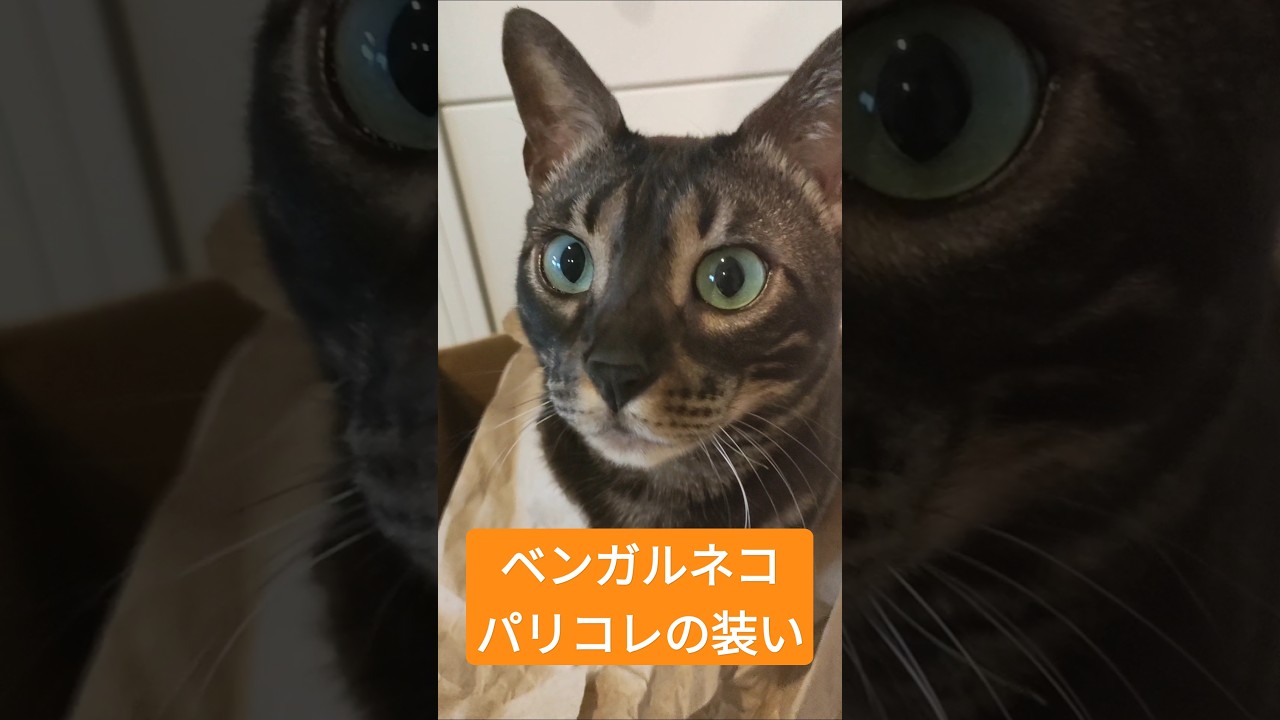 ベンガルネコのアリシアのパリコレウォーク #vogue #ベンガルネコ #cat #bengalcat