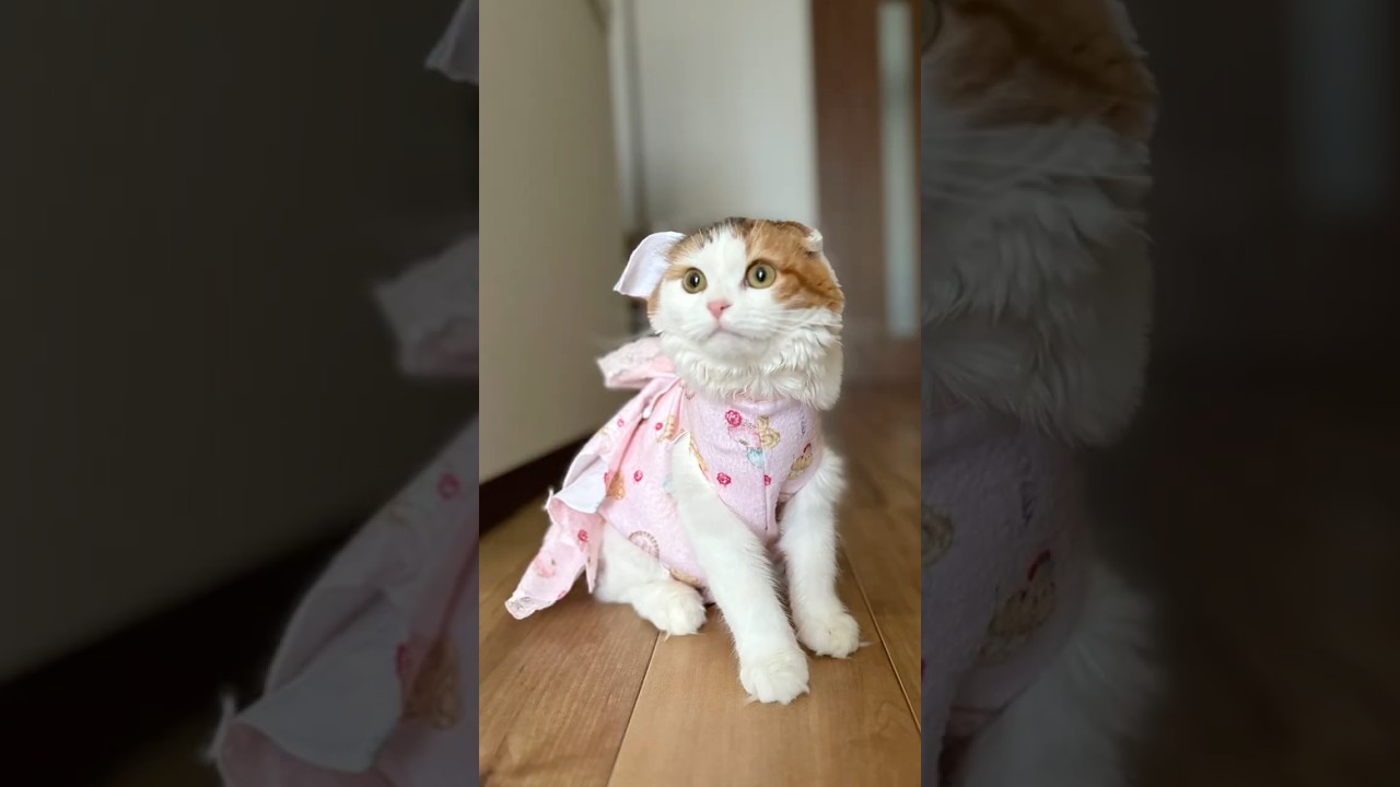 獣医さんに教わった猫の術後服を作ってみたらめっちゃ可愛かった！ #cat #猫 #スコティッシュフォールド