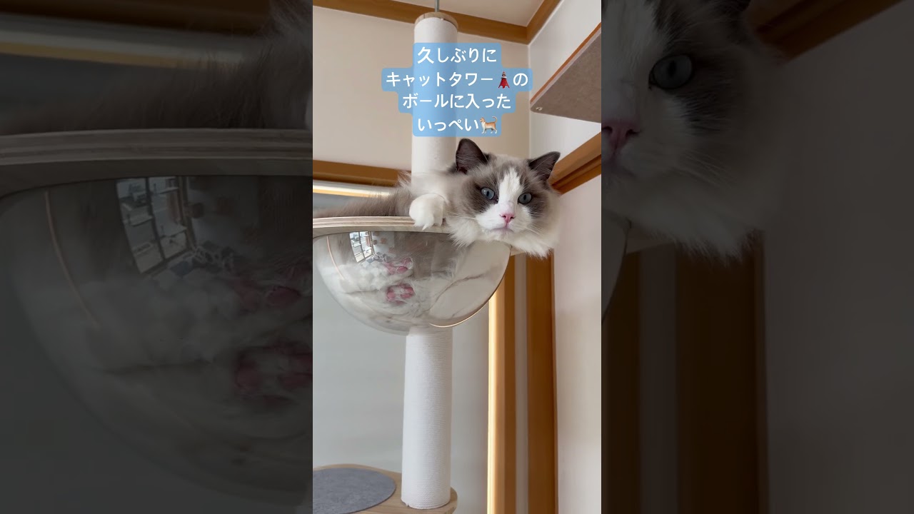 ボールにおさまるいっぺい🐈　#ラグドール #猫のいる暮らし #猫好きさんと繋がりたい #いっぺいdialy