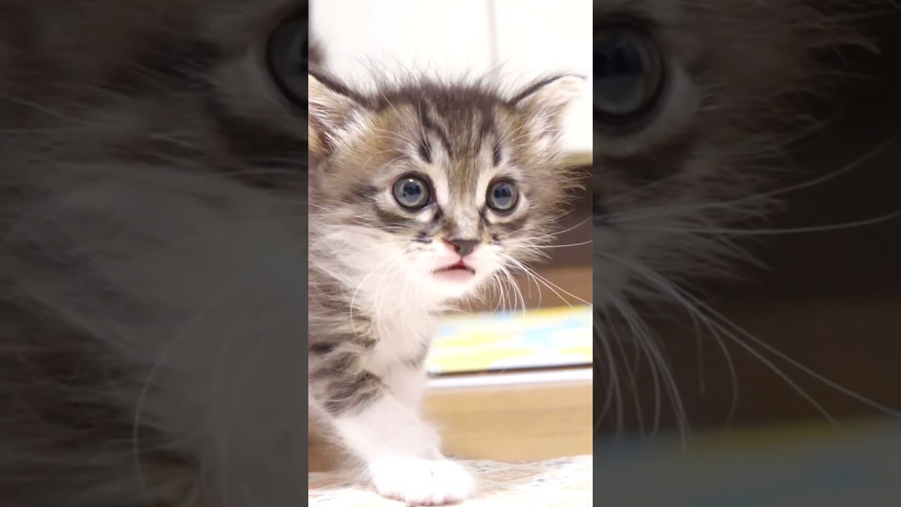 ミルクミルクと子猫がカワイイ鳴き声でママとおじに甘えてみる。【赤ちゃん猫　保護猫】 #gatto #kitten #子ネコ #cat #meow #asmr