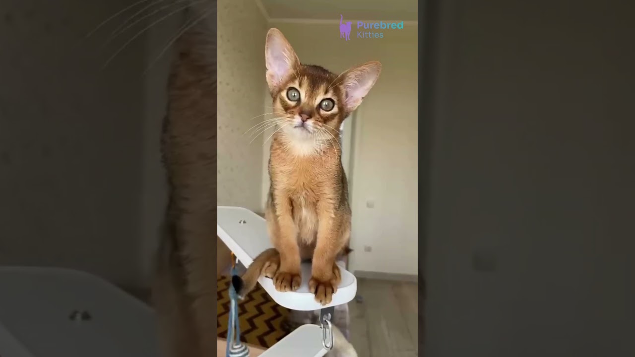 Adopt Kaputal – Ruddy Abyssinian Kitten 🐆 Exotic Looks & Endless Energy! #abyssinian #abyssiniancat
