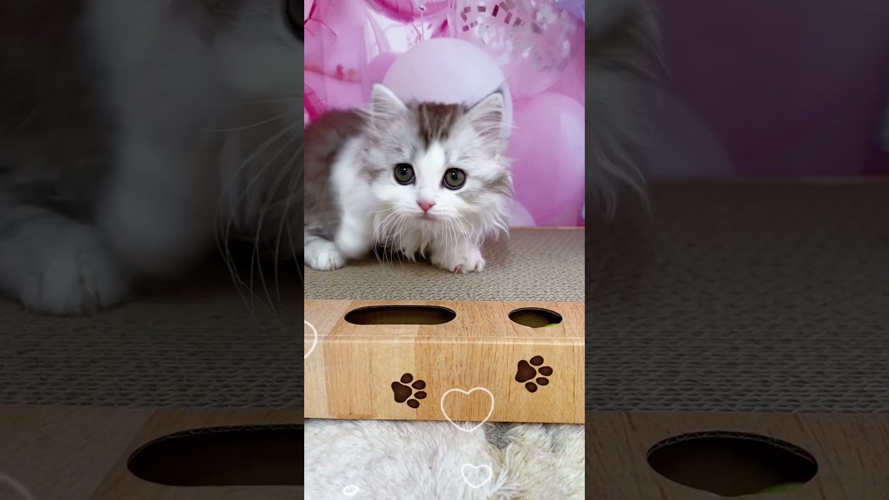 【ご家族様募集中】極短足マンチカン男の子♡ #cat #かわいい子猫 #kitten #子猫 #cute #子猫ブリーダー #短足マンチカン #短足ミヌエット