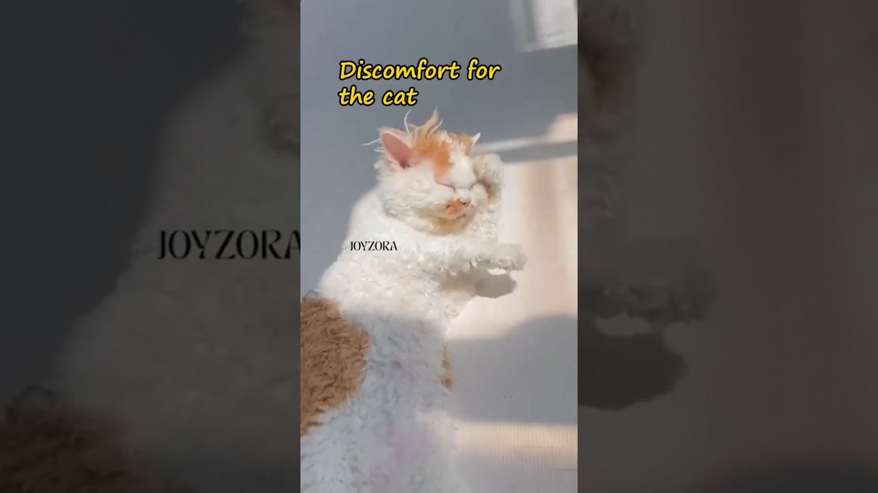 Too much fluff? Watch this 😼🐾 #catgrooming #petcare #fluffycat