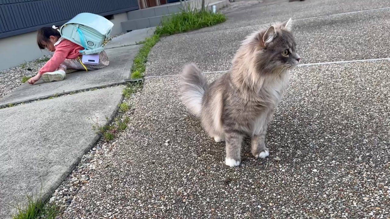 庭を散策する猫　サイベリアンA cat strolling through the garden. Siberian
