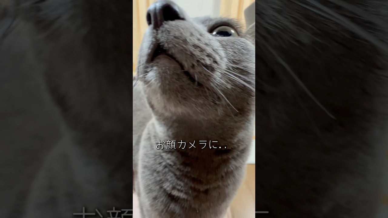 【ロシアンブルー】めろん毎朝のベル押し🛎️いつもお付き合いありがとう🥹【猫】#shorts