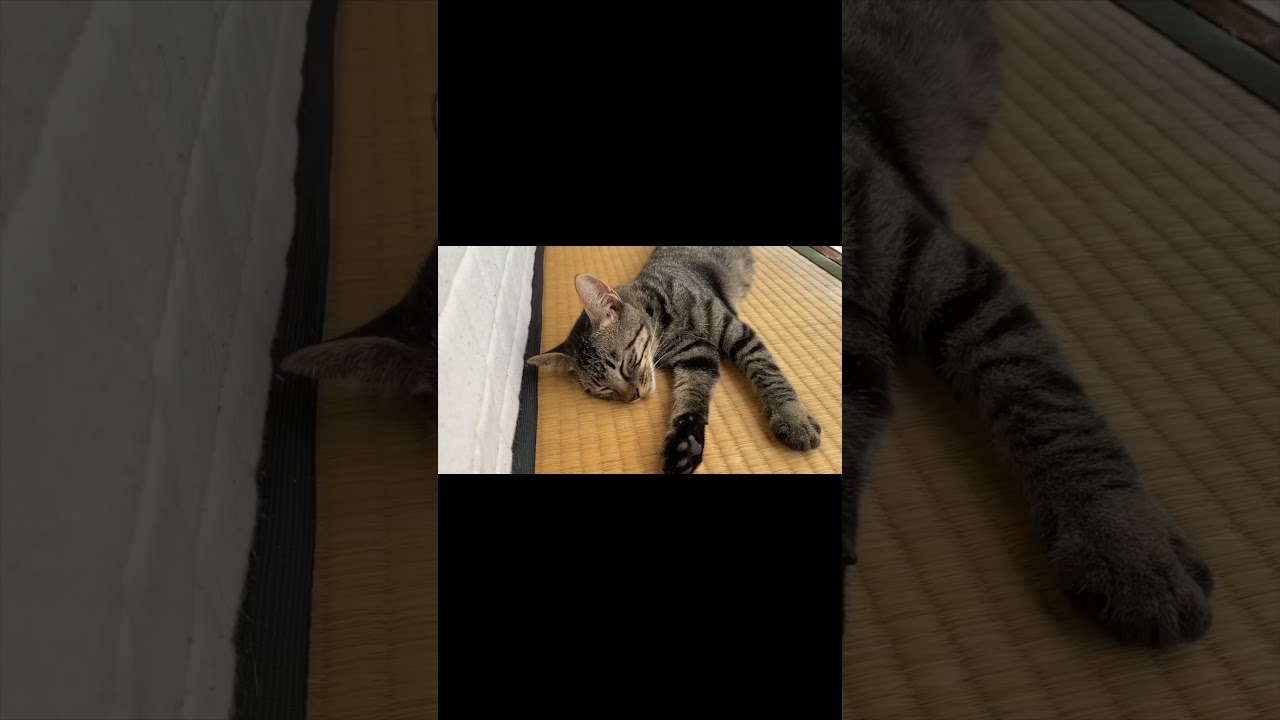 子猫を保護したら噛みつき猫だった