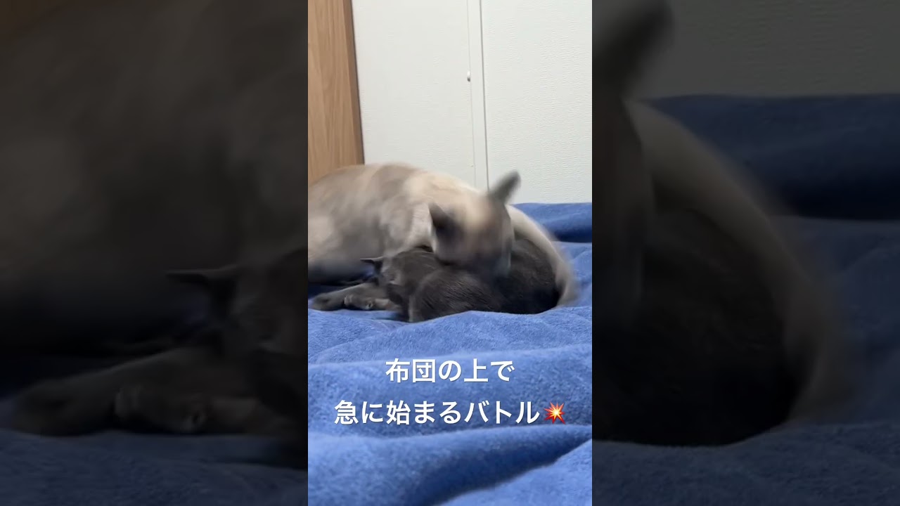 喧嘩するほど仲がいい #ロシアンブルー #cat #あおそら #猫のいる暮らし