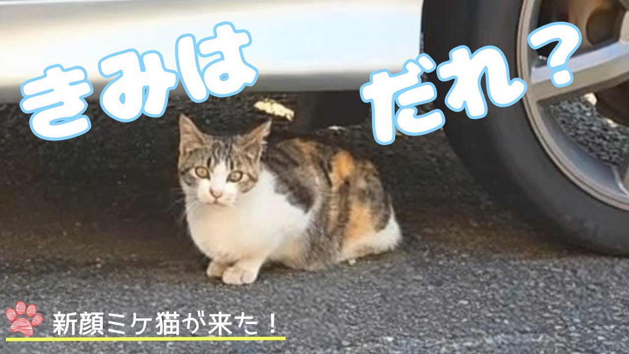 庭に新たな子猫が現れた！きみはだれ？