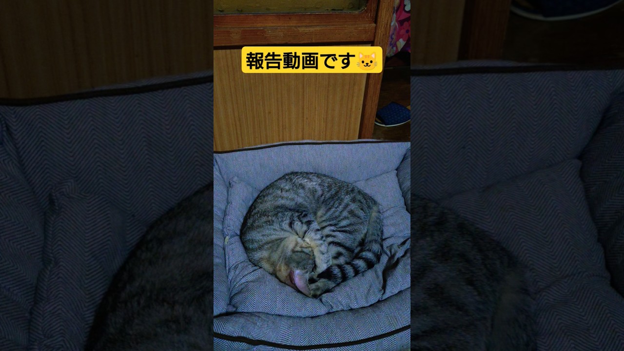 当主様の体調報告動画です#保護猫 #スフィンクス#猫のいる暮らし