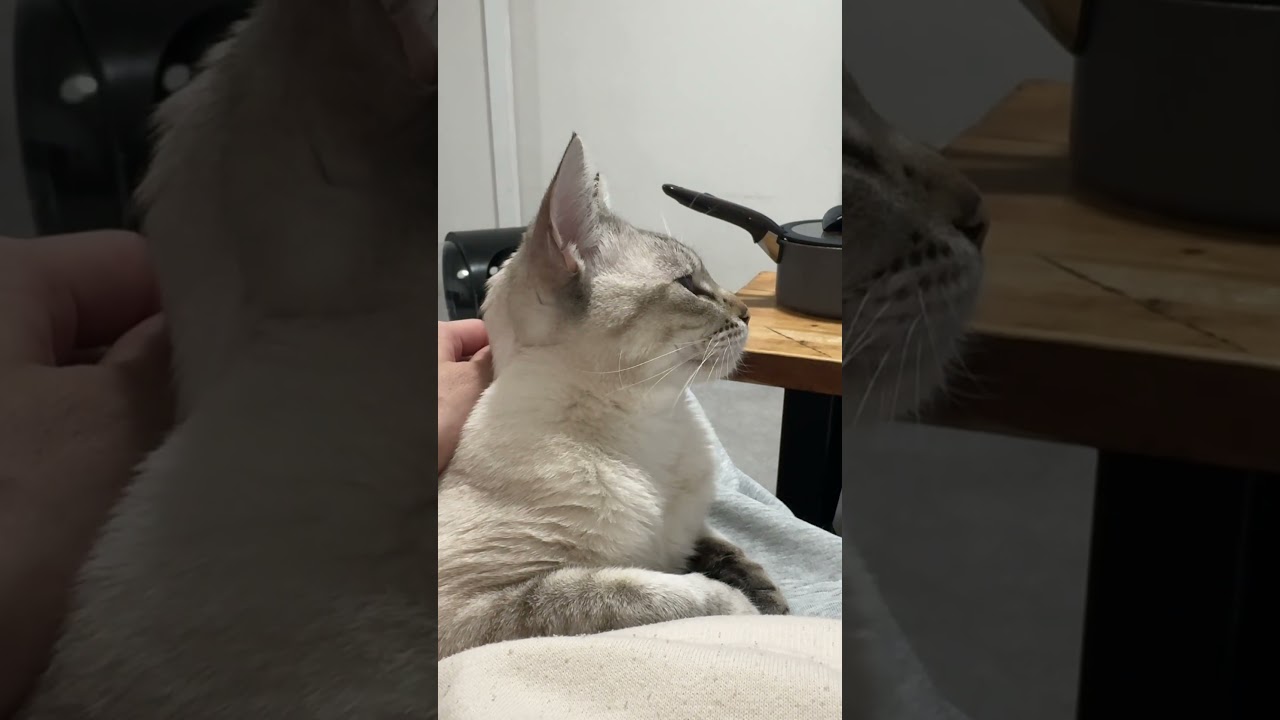 なでまち！　#シャムトラ #元保護猫 #シャムミックス  #cat #猫耳 #kitten  #猫耳 #siamesemix