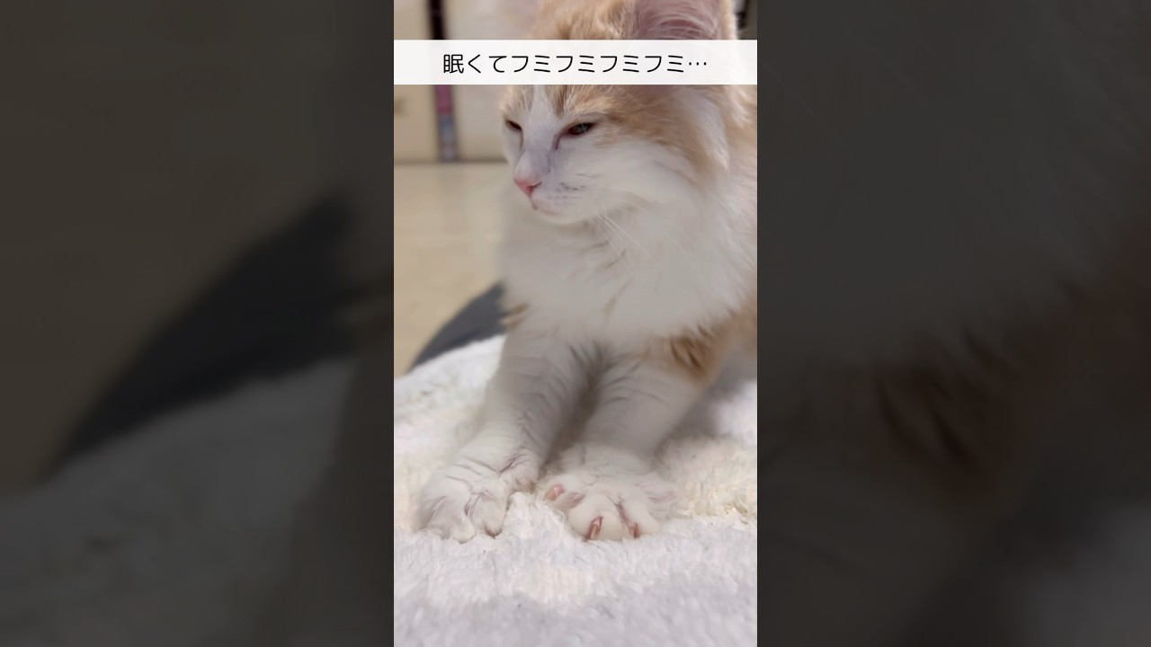 最後の顔にご注目w    #cat #猫 #ねこ #ノルウェージャンフォレストキャット #モフモフ猫