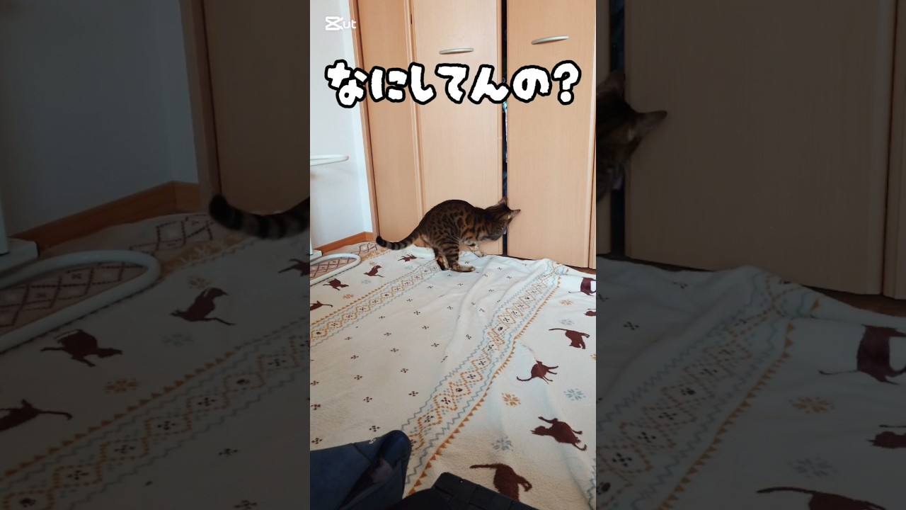 なにしてんの? #猫 #猫動画 #猫のいる暮らし #ベンガル #cat #fyp #shorts #short